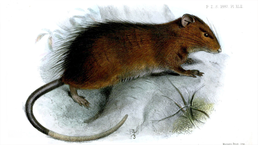 Genetistas intentan recuperar la extinta rata de la Isla de Navidad