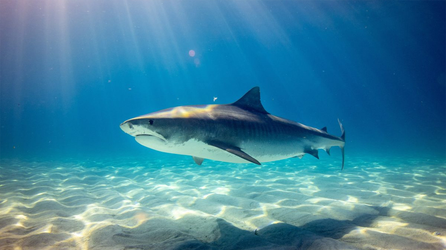 Los tiburones también duermen, pero lo hacen mientras nadan