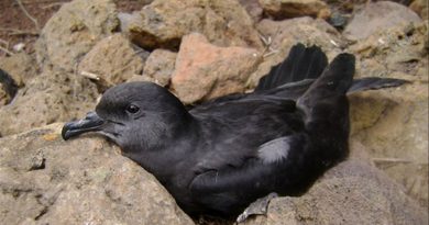 Las palomas cimarronas amenazan la supervivencia de las aves marinas