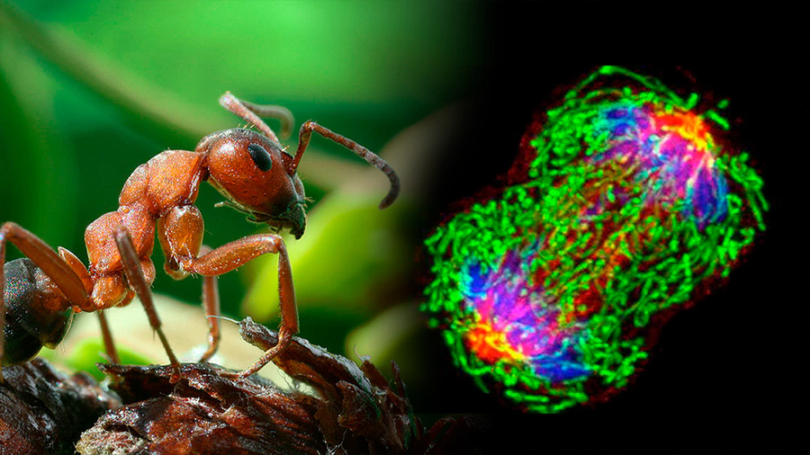 Estudio prueba que las hormigas pueden detectar células humanas cancerígenas