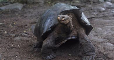 Nueva especie de tortuga gigante en Islas Galapagos