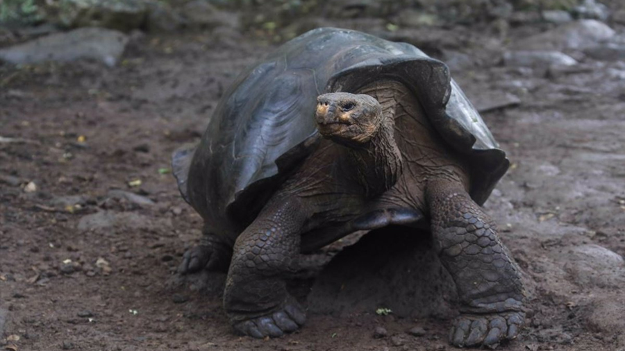 Nueva especie de tortuga gigante en Islas Galapagos