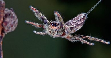 Físicos determinan cómo las arañas usan campos eléctricos para poder volar