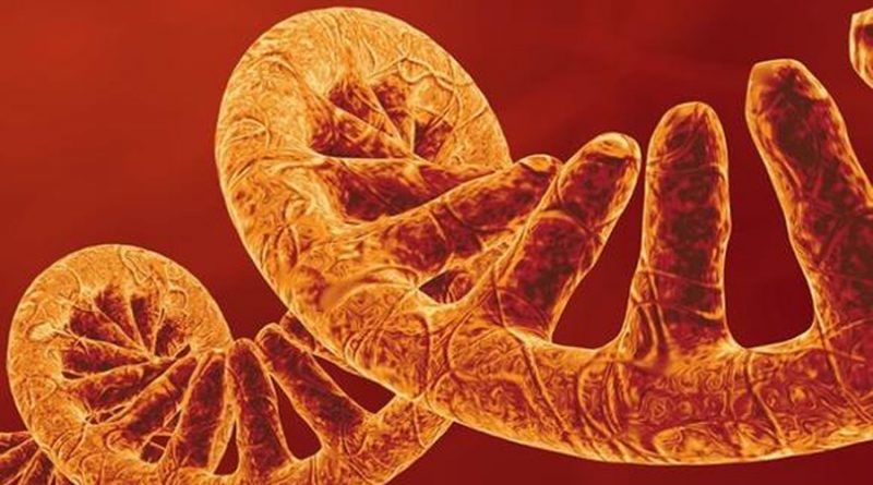 Científicos identifican el cromosoma que hace tan singulares a los humanos