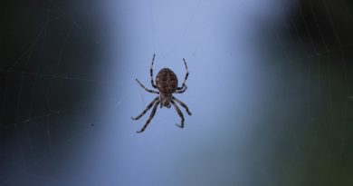 Científicos revelan que algunas arañas pueden flotar en el aire