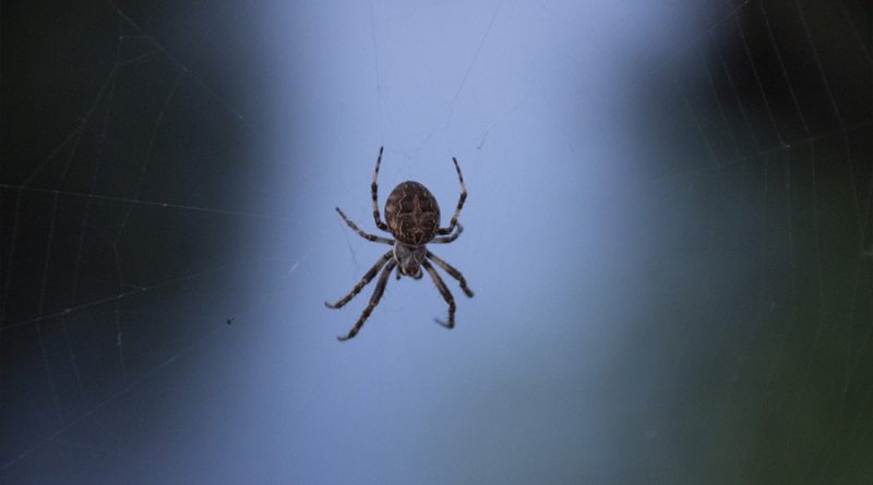Científicos revelan que algunas arañas pueden flotar en el aire