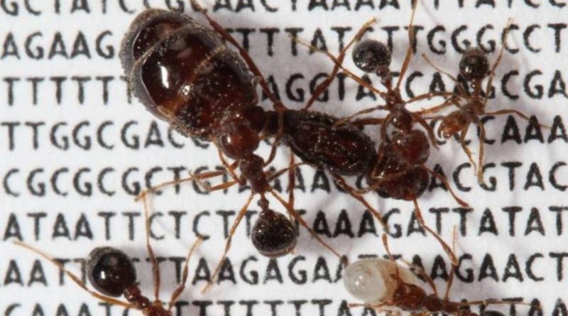 Hormigas ‘invencibles’ evolucionaron socialmente con un supergen