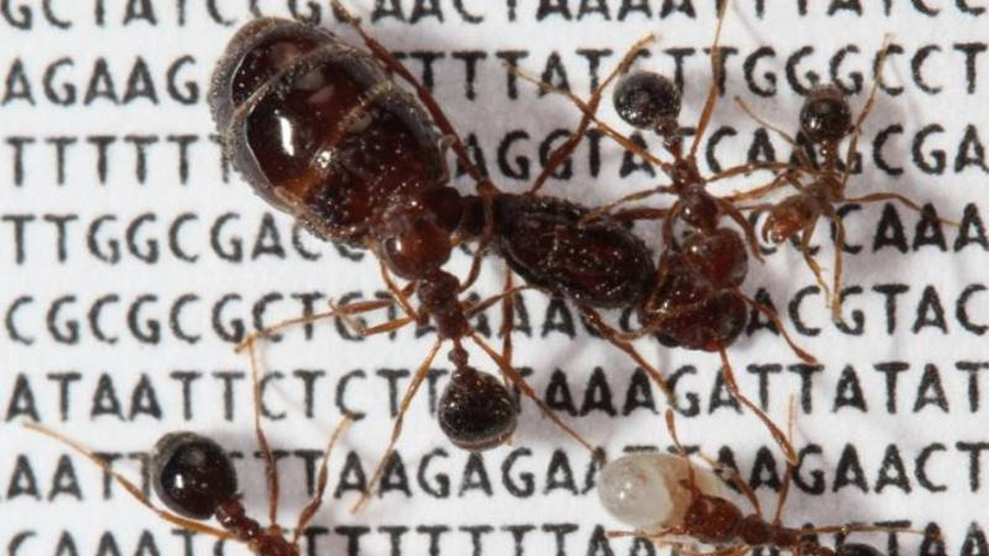 Hormigas ‘invencibles’ evolucionaron socialmente con un supergen