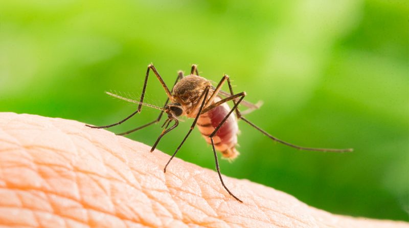 Médicos mexicanos crean prueba para distinguir el dengue del Covid-19