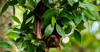 Descubren investigadores chinos por qué los murciélagos transmiten fácilmente virus