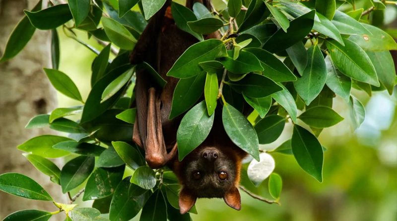 Descubren investigadores chinos por qué los murciélagos transmiten fácilmente virus