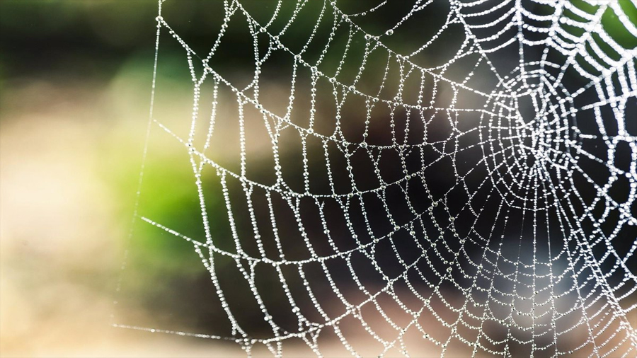 La seda de araña puede estabilizar la proteína que suprime el cáncer