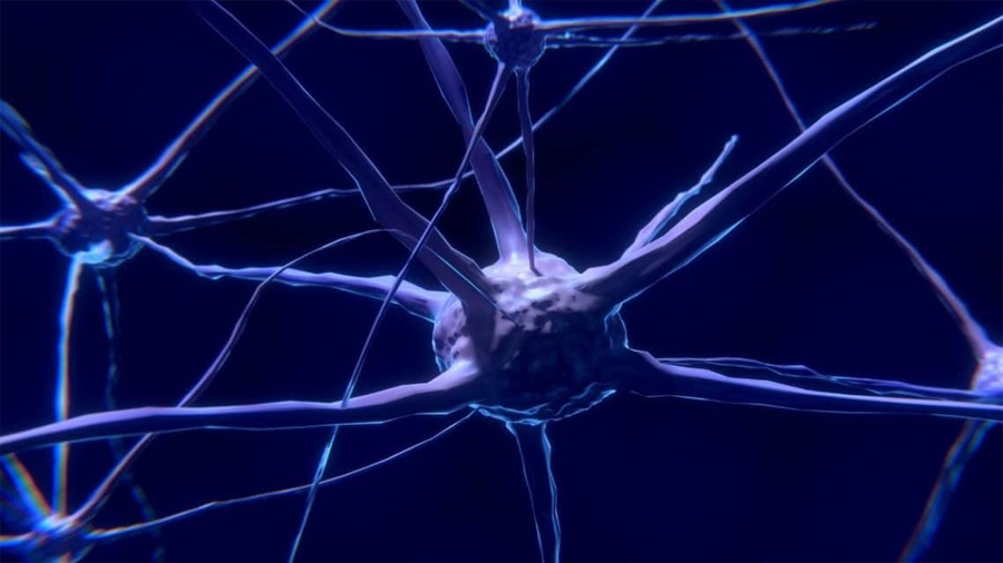 Identifican las neuronas que son capaces de ‘viajar en el tiempo’ en el cerebro