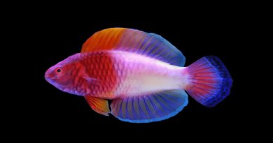 Científicos descubren un ‘pez arcoíris’ en las islas Maldivas