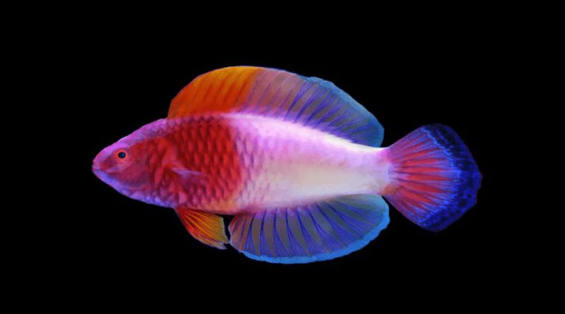 Científicos descubren un ‘pez arcoíris’ en las islas Maldivas