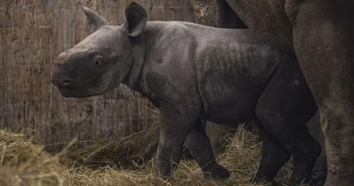 Bautizan 'Kiev' a un rinoceronte negro oriental en serio peligro de extinción