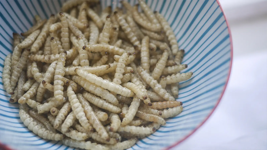 Comer insectos beneficia nuestra salud, pero también la del planeta