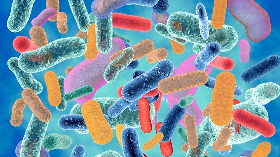 Microbiota, el diminuto ejército que nos cuida