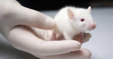 Un medicamento previene la muerte por covid-19 en ratones envejecidos