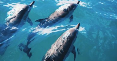 Los delfines macho silban para mantener relaciones sociales clave