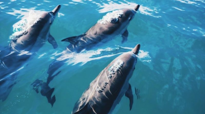Los delfines macho silban para mantener relaciones sociales clave