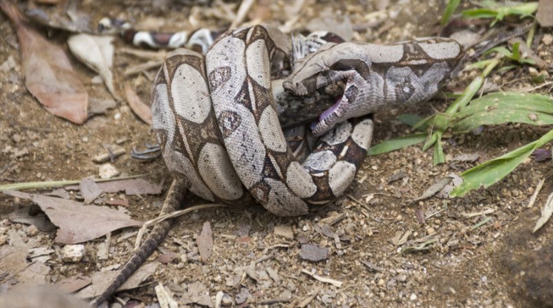 Científicos descubren cómo las serpientes siguen respirando mientras constriñen a sus presas