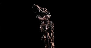 Encuentran al T. Rex 'Stan', el fósil más caro del mundo, que ya tiene nuevo hogar