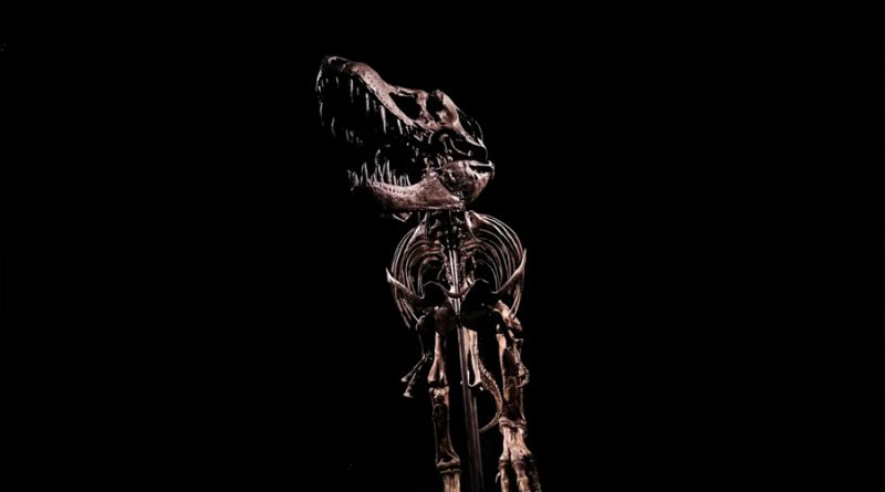 Encuentran al T. Rex 'Stan', el fósil más caro del mundo, que ya tiene nuevo hogar