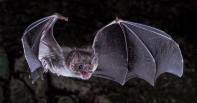 Científicos descubren cómo los murciélagos vampiros adquirieron el gusto por la sangre