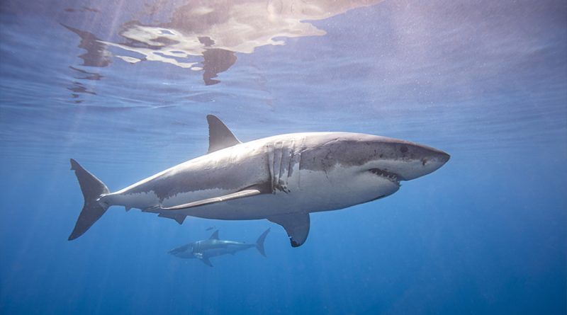 Tiburones blancos tienen un club social y está en aguas mexicanas
