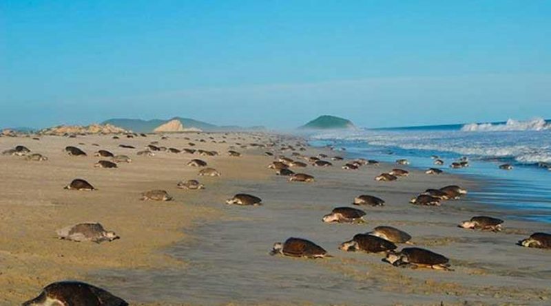 La colonización asistida, un método para aumentar población de tortuga marina