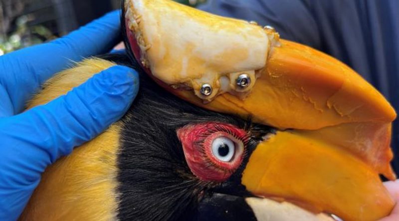 Extirpan tumor cancerígeno a un ave y le colocan una prótesis hecha con una impresora 3D