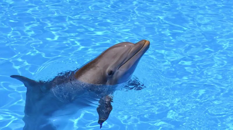 Observan a un delfín "hablando" con una marsopa por primera vez [VIDEO]