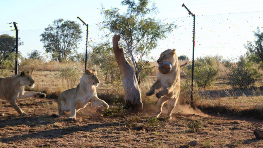 La oxitocina convierte a los leones en lindos gatitos