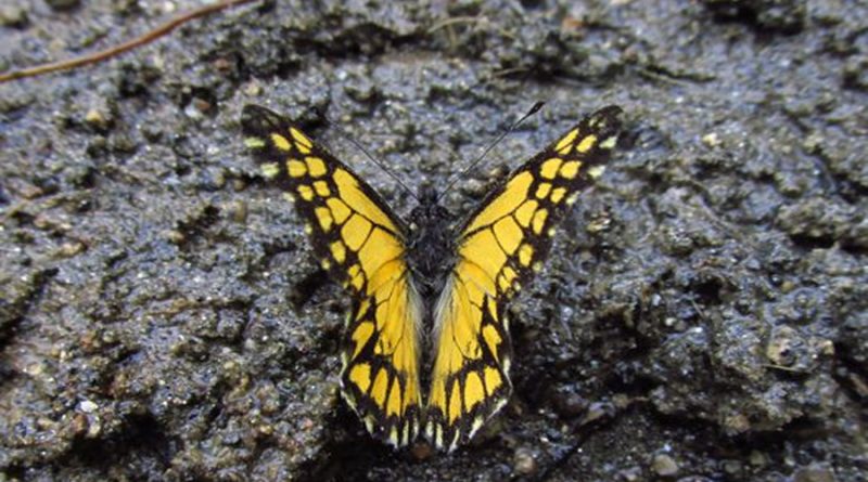 Así encontraron en Colombia una mariposa perdida por más de un siglo