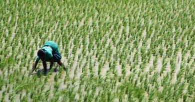 Científicos descubren cómo mejorar el rendimiento del cultivo de arroz