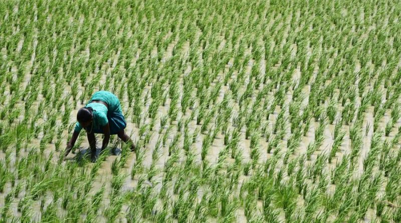 Científicos descubren cómo mejorar el rendimiento del cultivo de arroz