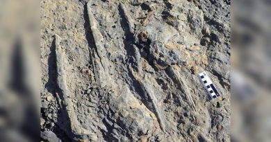 Huellas de cocodrilos gigantes del Cretácico identificadas en Canadá