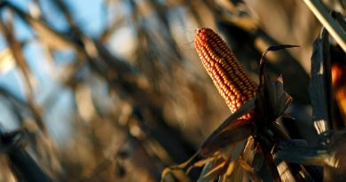 Un agrónomo mexicano desarrolló una nueva variedad de 'maíz enano'