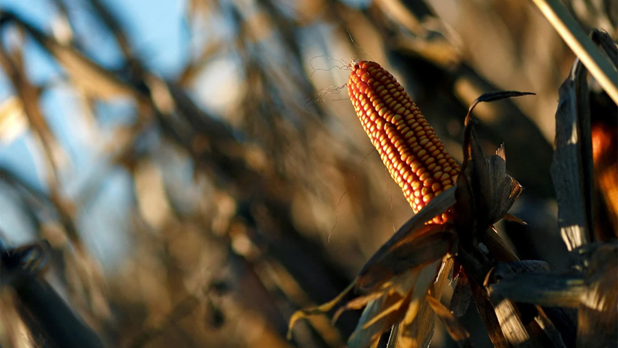 Un agrónomo mexicano desarrolló una nueva variedad de 'maíz enano'