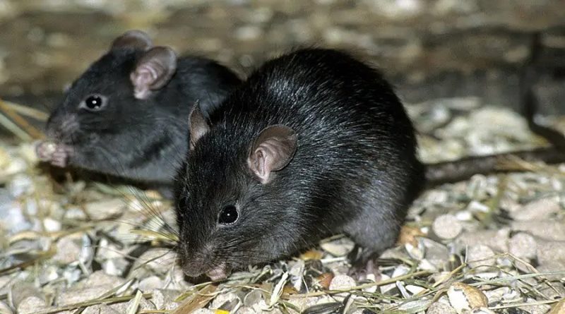 Las ratas reconocen canciones incluso si se les cambia el tempo y la frecuencia