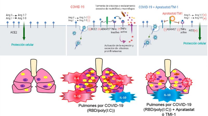 La inhibición de ADAM17 previene el daño pulmonar en un modelo de COVID-19