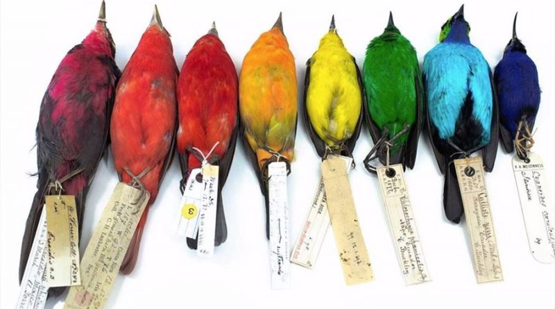 Los pájaros son más coloridos cuanto más cerca del ecuador