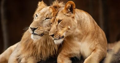Investigadores descubren que un spray nasal de oxitocina logra amansar leones