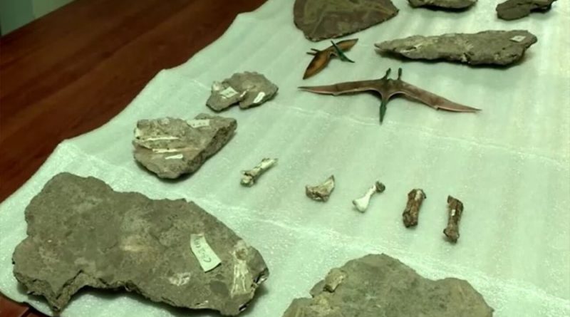 Científicos descubren cementerio de pterosaurios en Chile