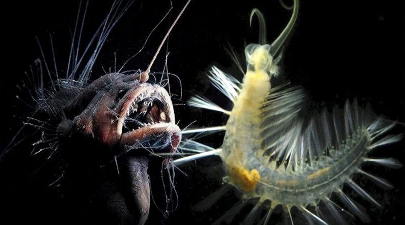 Las diez criaturas marinas que parecen de ciencia ficción