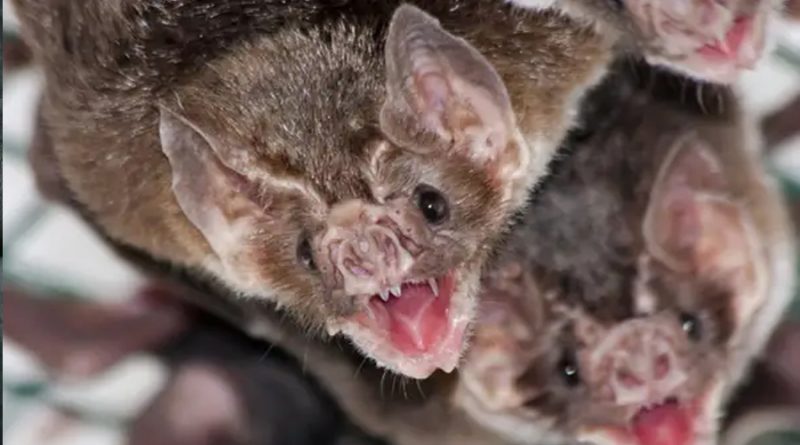 Los murciélagos vampiro podrían explicar cómo socializamos