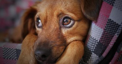 ¿Por qué la mirada de los perros es irresistible? Esta es la respuesta, según la ciencia