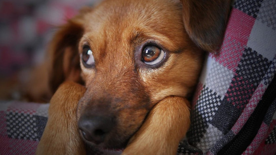 ¿Por qué la mirada de los perros es irresistible? Esta es la respuesta, según la ciencia