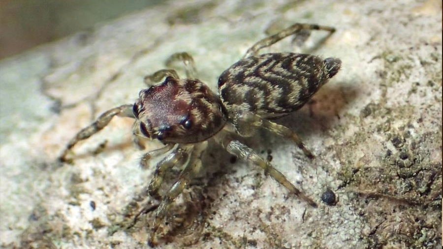 Se alcanzan 50 mil especies registradas de arañas y solo son la mitad